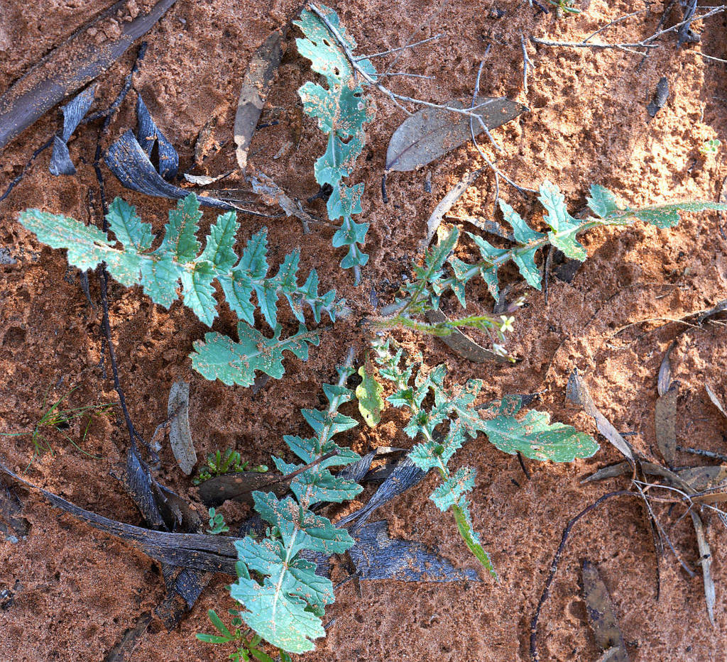 Long-Fruited Wild Turnip (Brassica tournefortii)